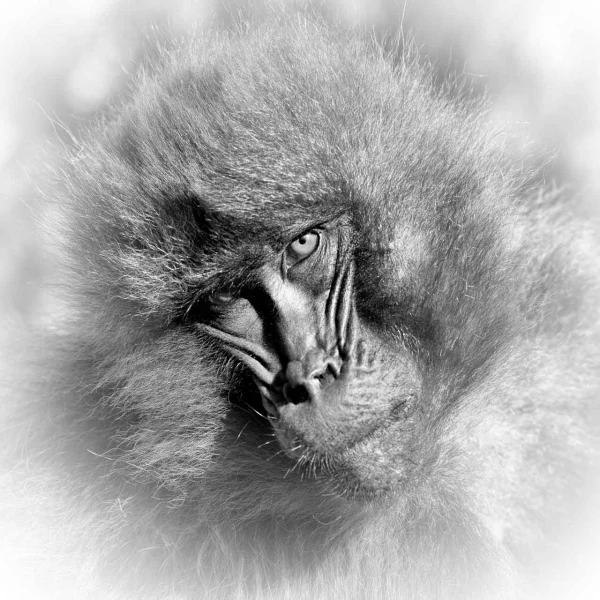 Wildlife photograph in black and white in high key. Wildlife photograph in black and white in high key.