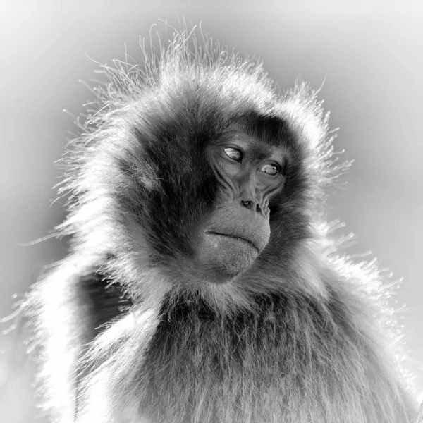Wildlife photograph in black and white in high key. Wildlife photograph in black and white in high key.