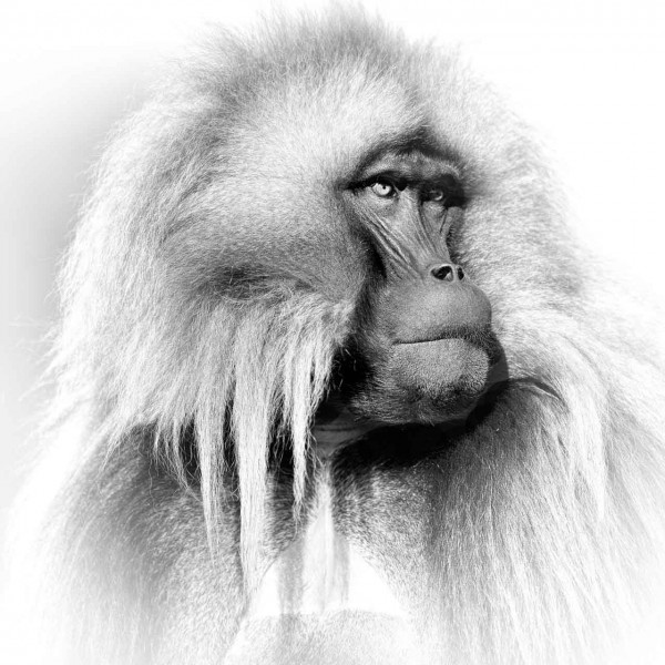 Wildlife photograph in black and white in high key. Wildlife photograph in black and white in high key.