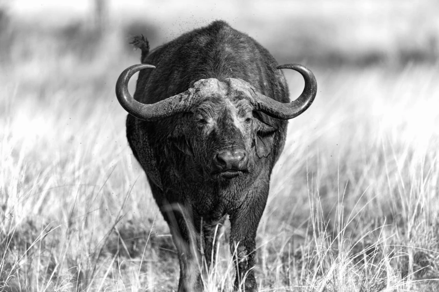 Wildlife photograph in black and white in high key. Wildlife photograph in black and white in high key.