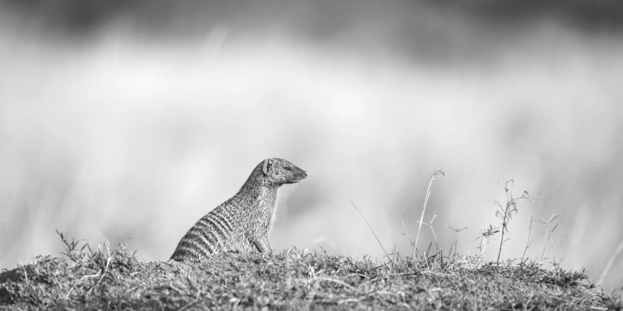 Wildlife photograph in black and white in high key. Wildlife photograph in black and white in high key.