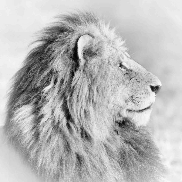 Wildlife photograph in black and white in high key. Wildlife photograph in black and white in high key.
