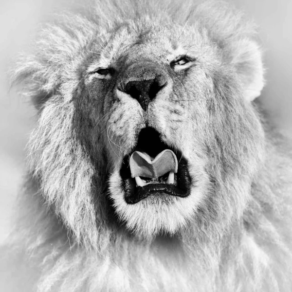 Wildlife photograph in black and white in high key. Wildlife photograph in black and white in high key.