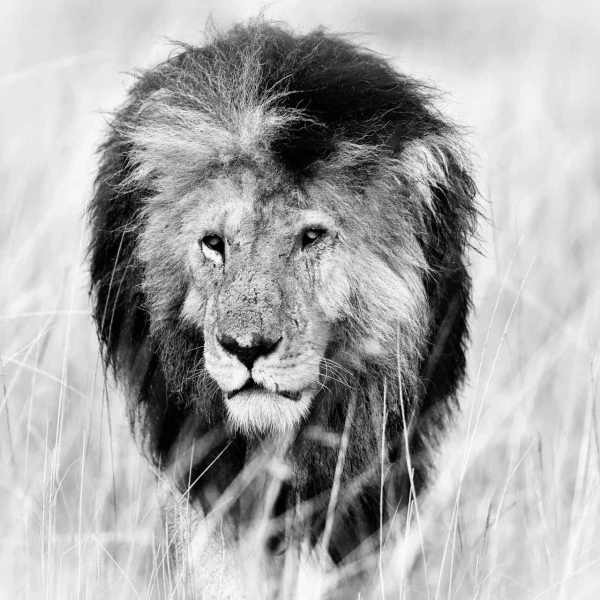 Wildlife photograph in black and white in high key. Wildlife photograph in black and white in high key.