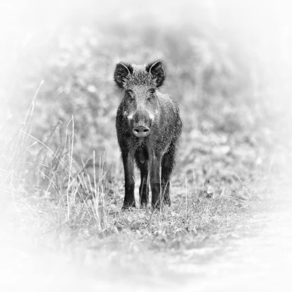 Wildlife photograph in black and white in high key. Wildlife photograph in black and white in high key.