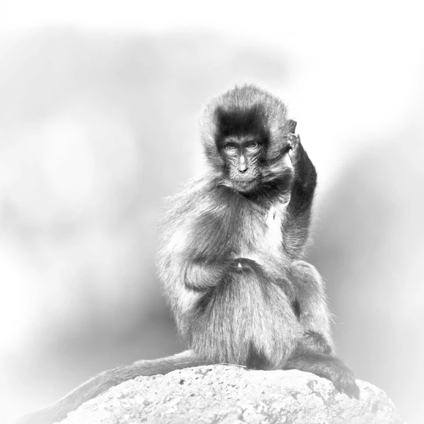 Wildlife photograph in black and white in high key. Wildlife photograph in black and white in high key.