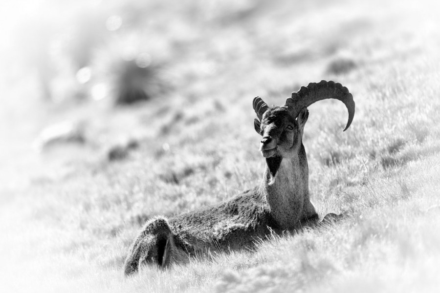 Wildlife photograph in black and white in high key. Wildlife photograph in black and white in high key.