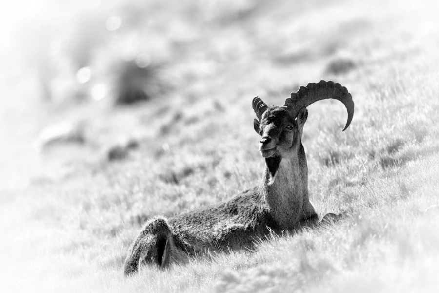 Wildlife photograph in black and white in high key. Wildlife photograph in black and white in high key.