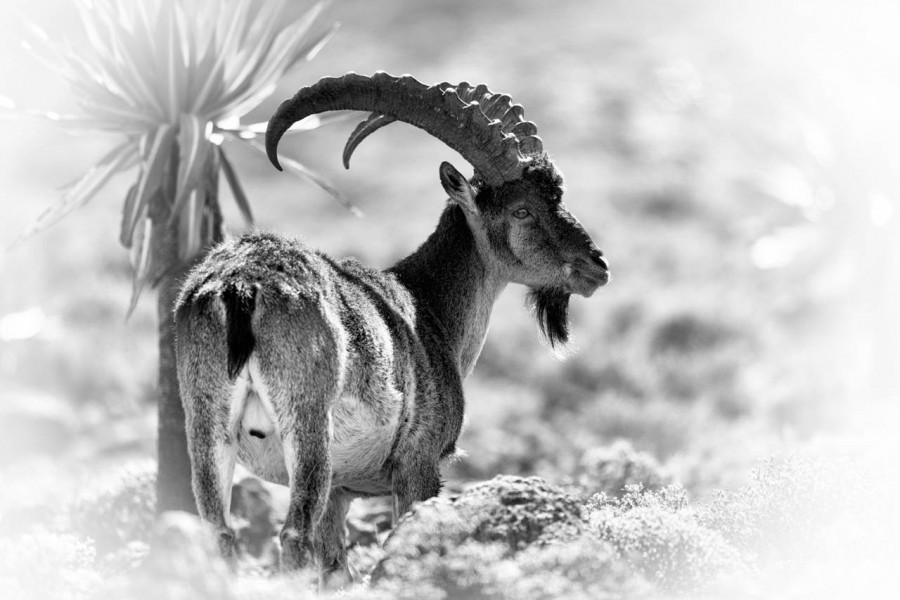 Wildlife photograph in black and white in high key. Wildlife photograph in black and white in high key.