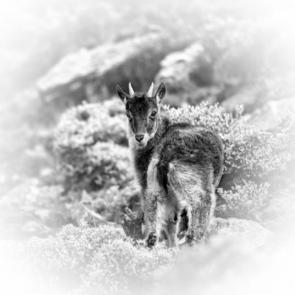 Wildlife photograph in black and white in high key. Wildlife photograph in black and white in high key.