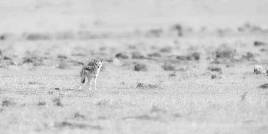 Wildlife photograph in black and white in high key. Wildlife photograph in black and white in high key.