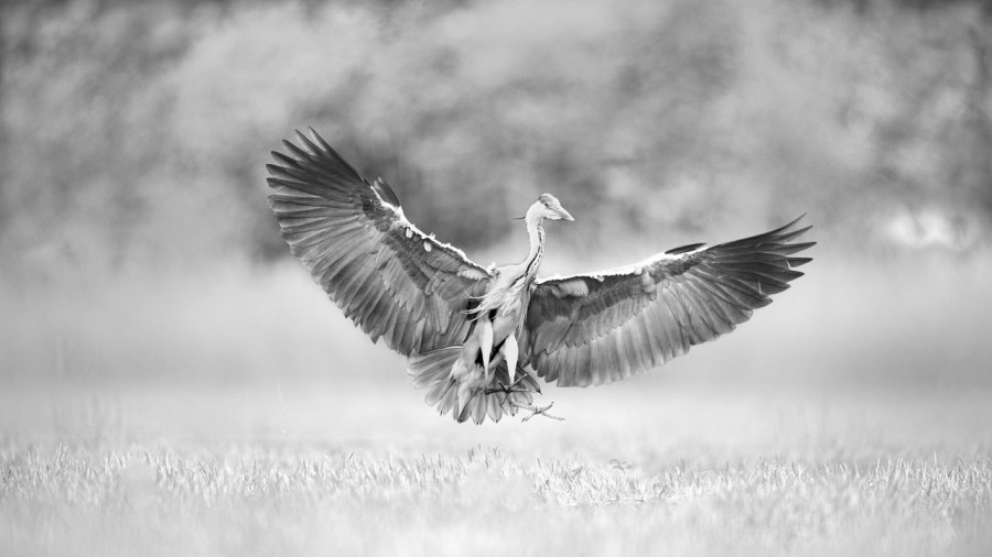 Wildlife photograph in black and white in high key. Wildlife photograph in black and white in high key.