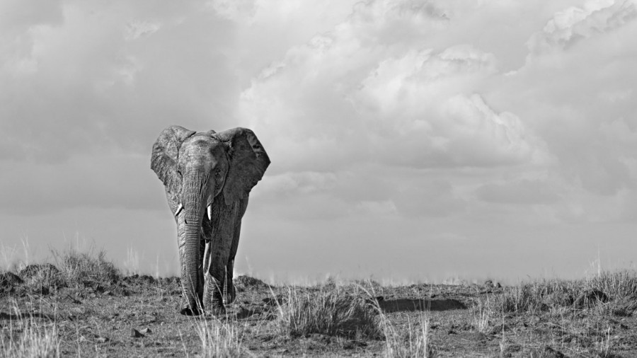 Wildlife photograph in black and white in high key. Wildlife photograph in black and white in high key.
