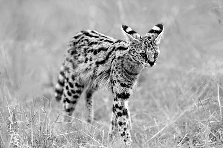 Wildlife photograph in black and white in high key. Wildlife photograph in black and white in high key.