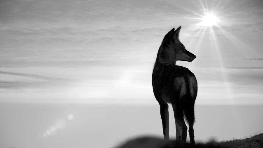 Wildlife photograph in black and white in high key. Wildlife photograph in black and white in high key.