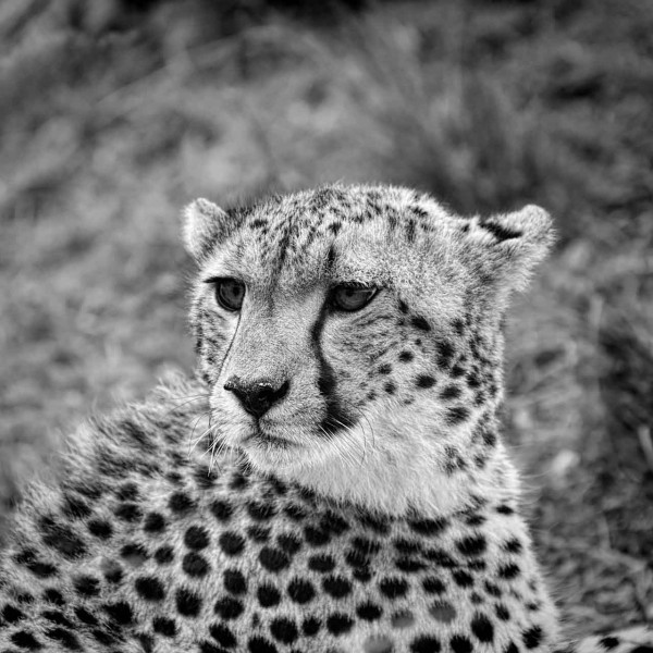 Wildlife photograph in black and white in low key. Wildlife photograph in black and white in low key.