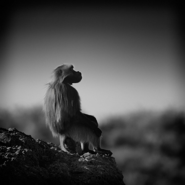 Wildlife photograph in black and white in low key. Wildlife photograph in black and white in low key.