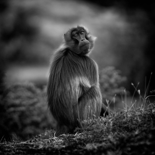 Wildlife photograph in black and white in low key. Wildlife photograph in black and white in low key.