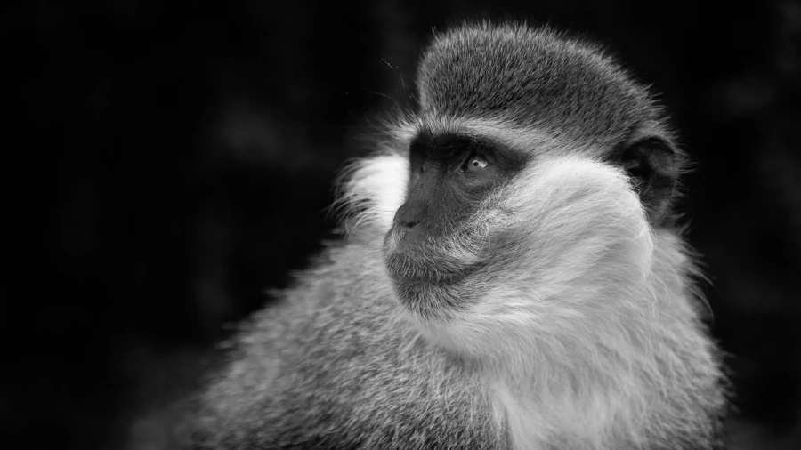 Wildlife photograph in black and white in low key. Wildlife photograph in black and white in low key.