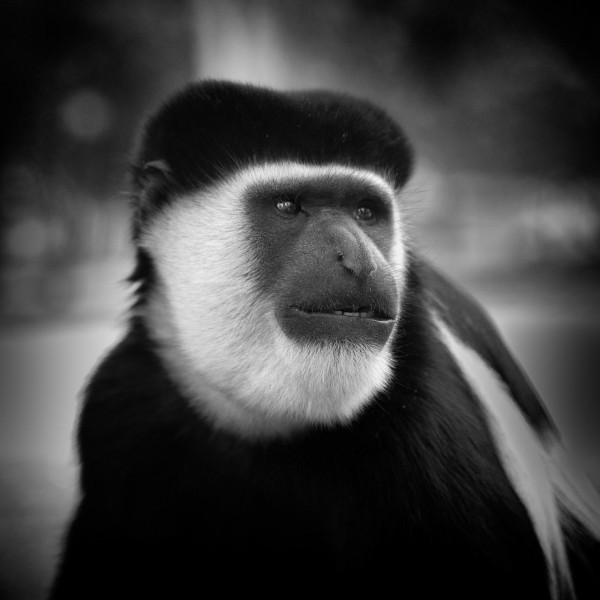 Wildlife photograph in black and white in low key. Wildlife photograph in black and white in low key.