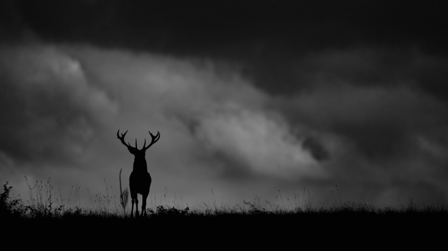 Wildlife photograph in black and white in low key. Wildlife photograph in black and white in low key.