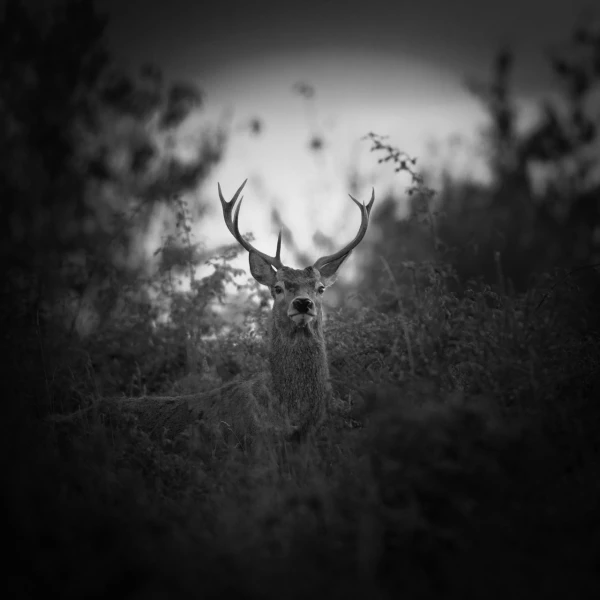 Wildlife photograph in black and white in low key. Wildlife photograph in black and white in low key.