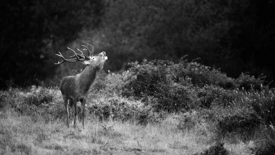 Wildlife photograph in black and white in low key. Wildlife photograph in black and white in low key.