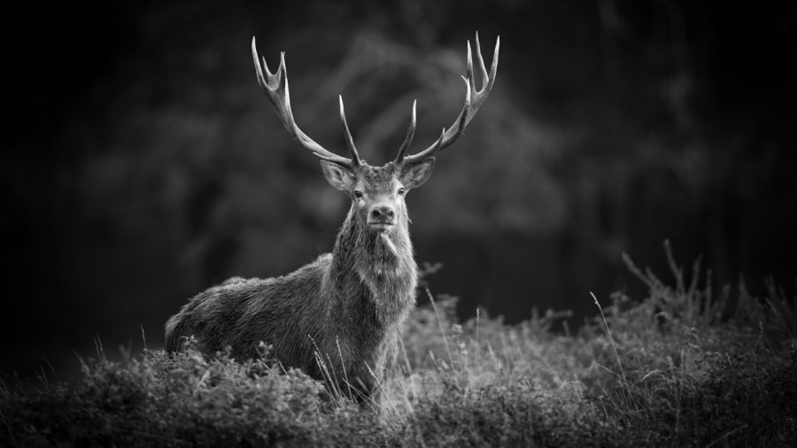 Wildlife photograph in black and white in low key. Wildlife photograph in black and white in low key.