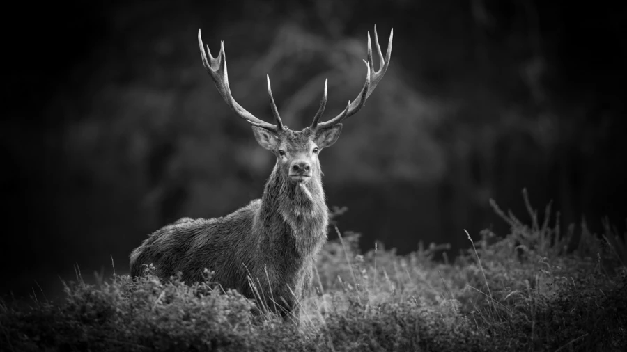 Wildlife photograph in black and white in low key. Wildlife photograph in black and white in low key.