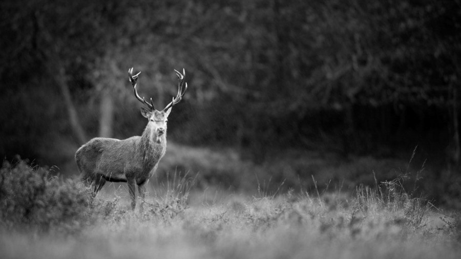 Wildlife photograph in black and white in low key. Wildlife photograph in black and white in low key.