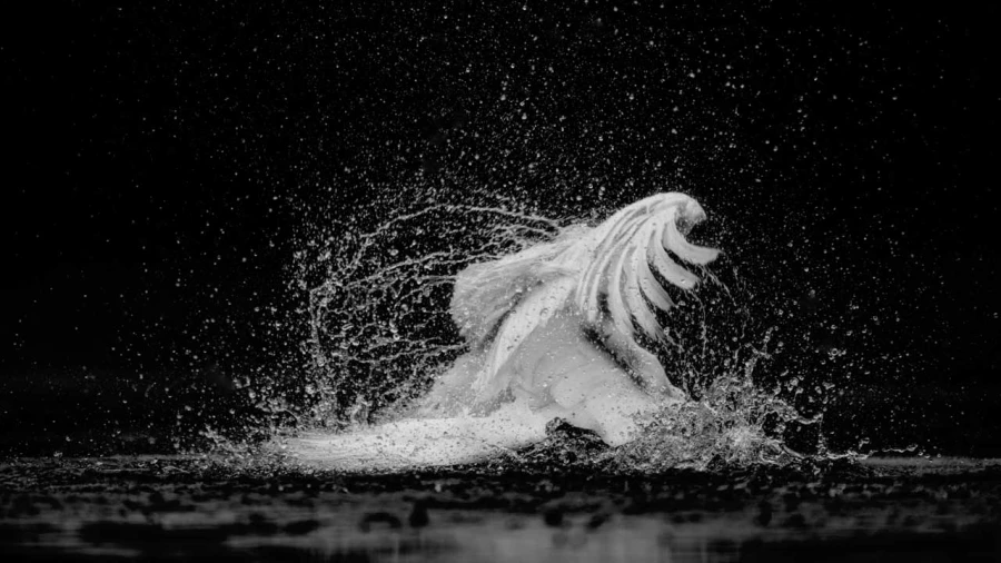 Wildlife photograph in black and white in low key. Wildlife photograph in black and white in low key.