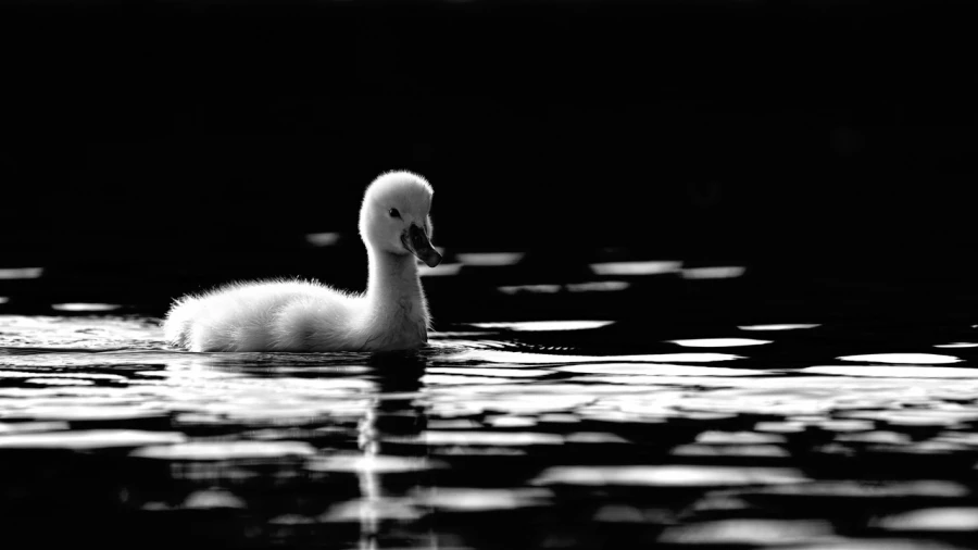 Wildlife photograph in black and white in low key. Wildlife photograph in black and white in low key.