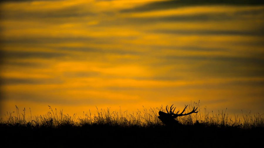 Wildlife photograph in color. Wildlife photograph in color.