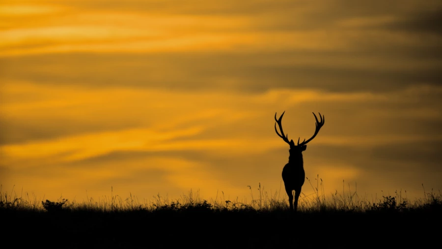 Wildlife photograph in color. Wildlife photograph in color.
