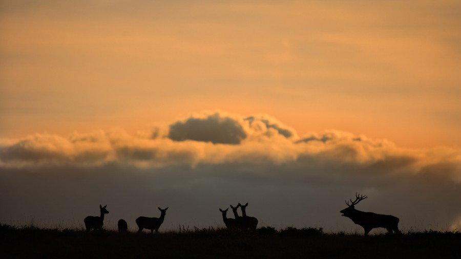 Wildlife photograph in color. Wildlife photograph in color.