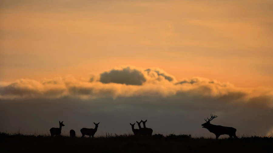 Wildlife photograph in color. Wildlife photograph in color.