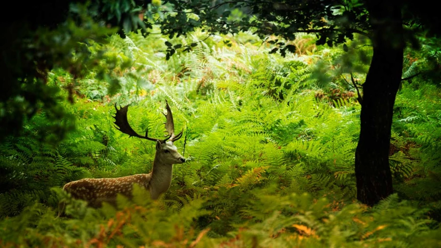 Wildlife photograph in color. Wildlife photograph in color.