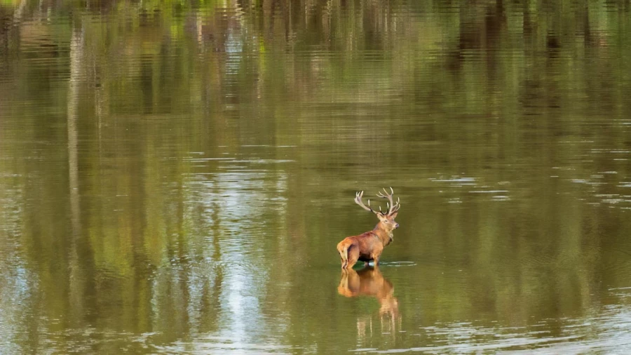 Wildlife photograph in color. Wildlife photograph in color.