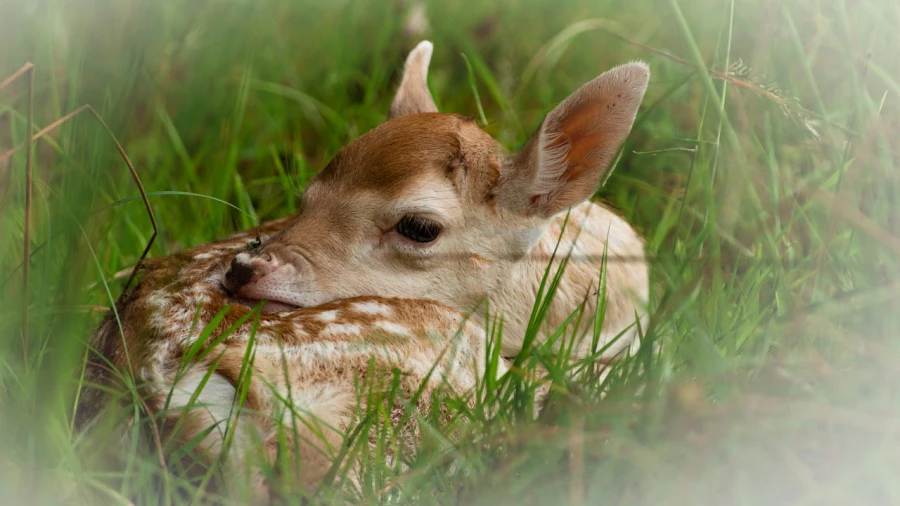 Wildlife photograph in color. Wildlife photograph in color.
