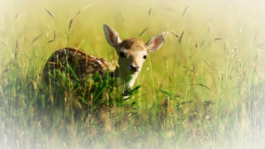 Wildlife photograph in color. Wildlife photograph in color.