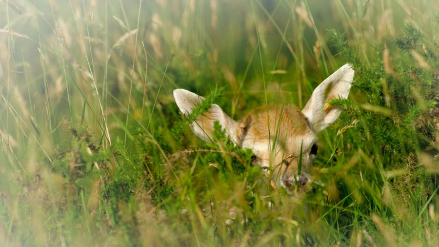Wildlife photograph in color. Wildlife photograph in color.