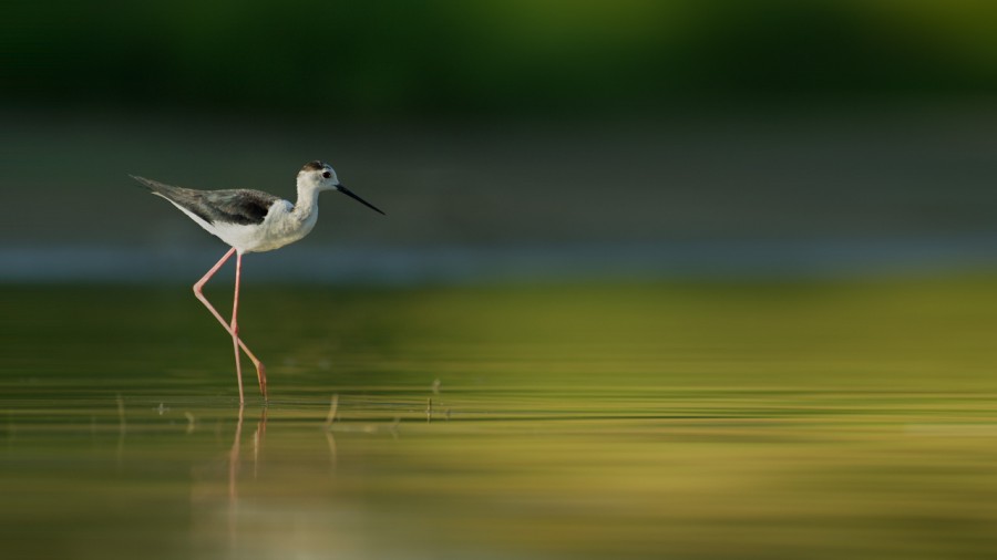 Wildlife photograph in color. Wildlife photograph in color.