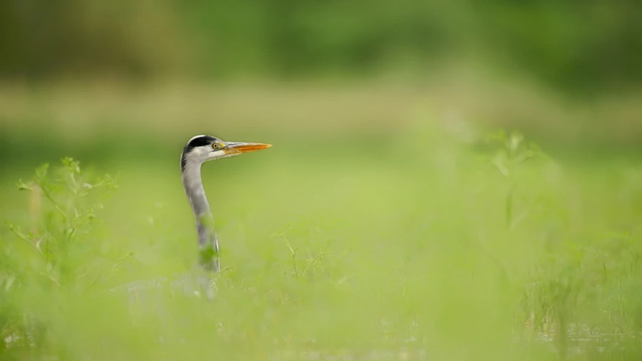 Wildlife photograph in color. Wildlife photograph in color.