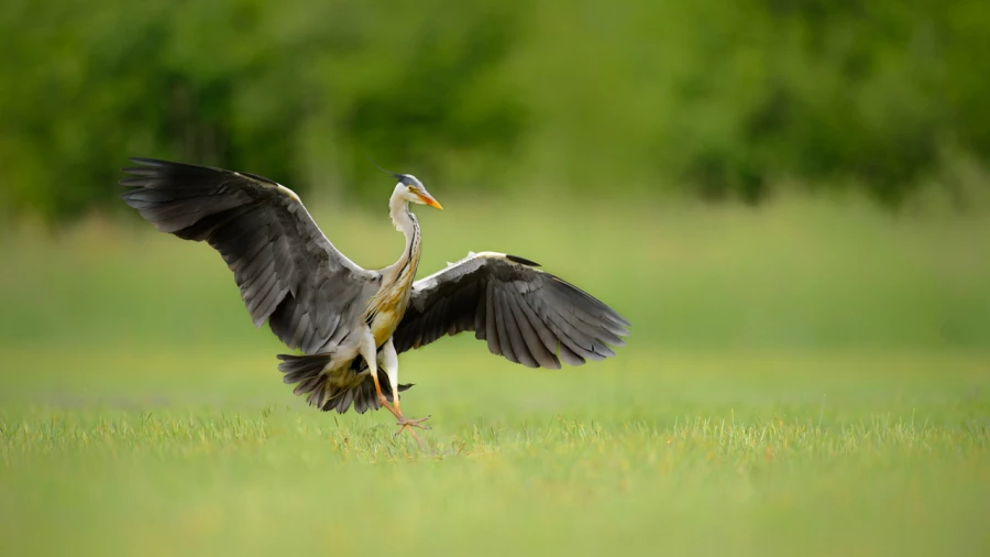 Wildlife photograph in color. Wildlife photograph in color.