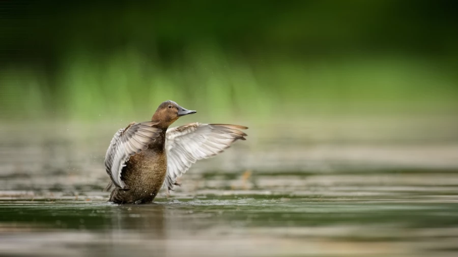 Wildlife photograph in color. Wildlife photograph in color.