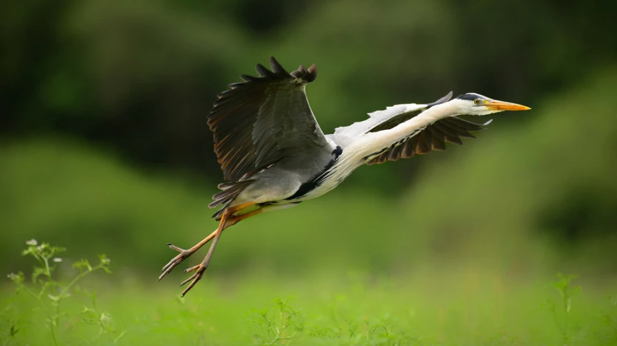 Wildlife photograph in color. Wildlife photograph in color.