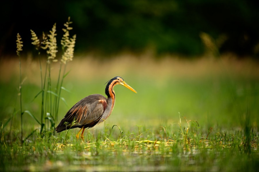 Wildlife photograph in color. Wildlife photograph in color.