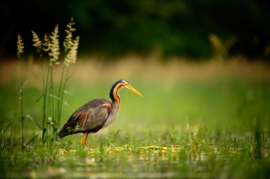 Wildlife photograph in color. Wildlife photograph in color.