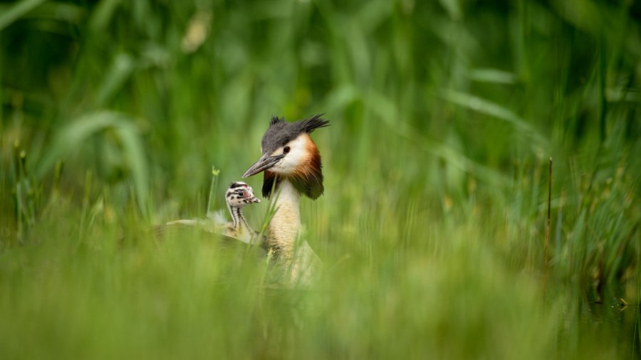 Wildlife photograph in color. Wildlife photograph in color.