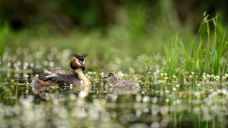 Wildlife photograph in color. Wildlife photograph in color.